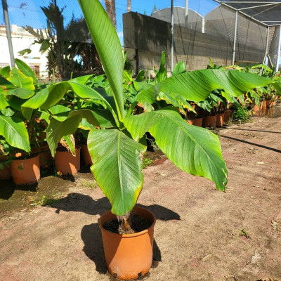 Comprar Musa Basjoo Comprar Musa Basjoo