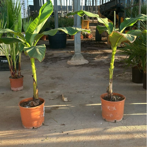 Musa Basjoo + Maceta Gratis