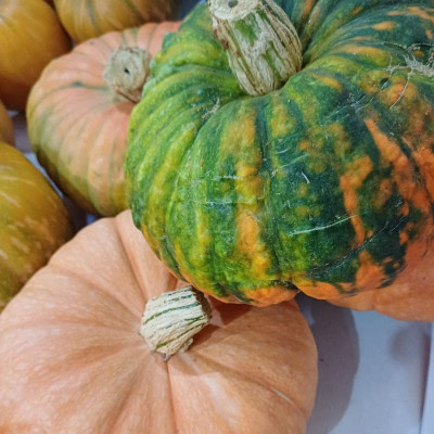 Comprar Calabazas